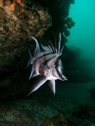 A Long-snout Boarfish,Taken at Bare Island Sydney by Peter Simpson 